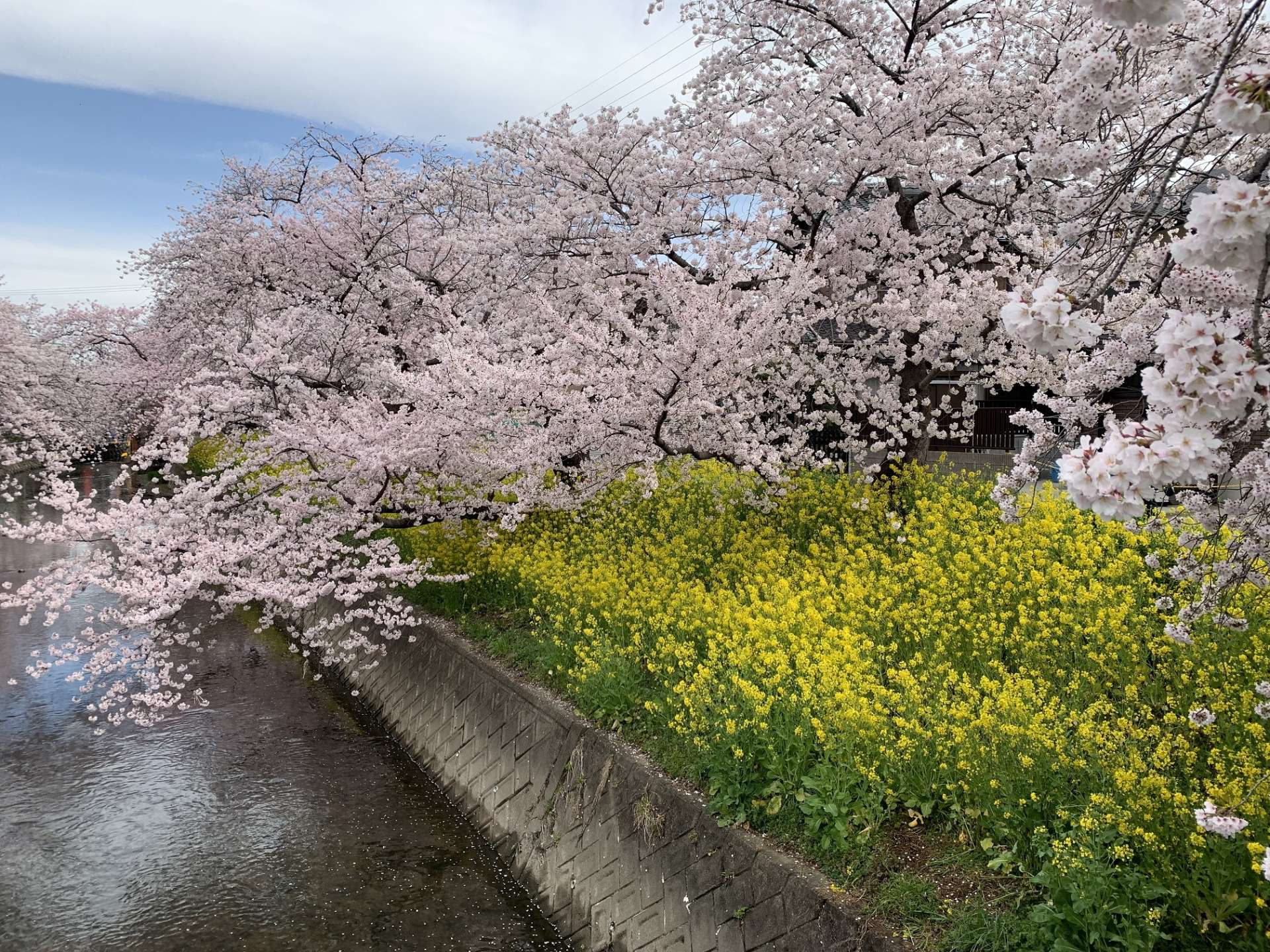 先日桜を見てきました。