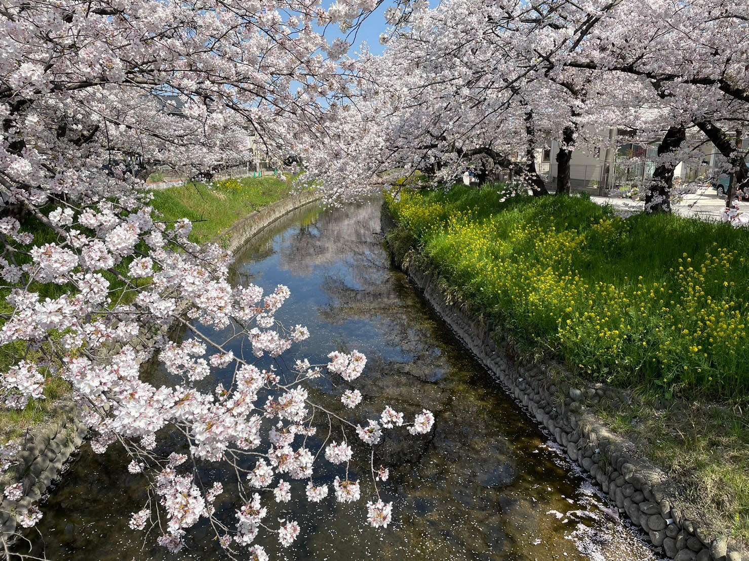 今年も桜が綺麗でした。